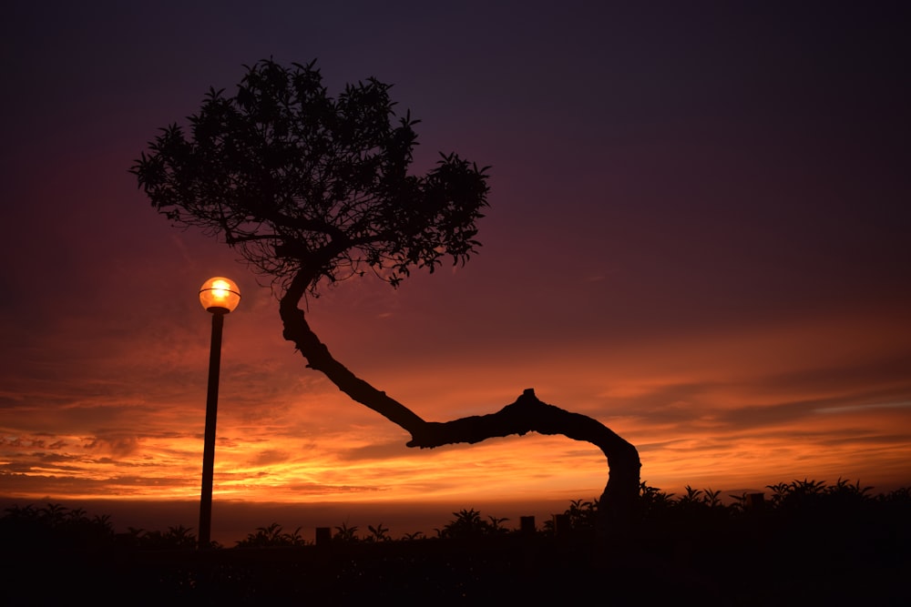 silhouette photography of tree and post lamp during golden hour