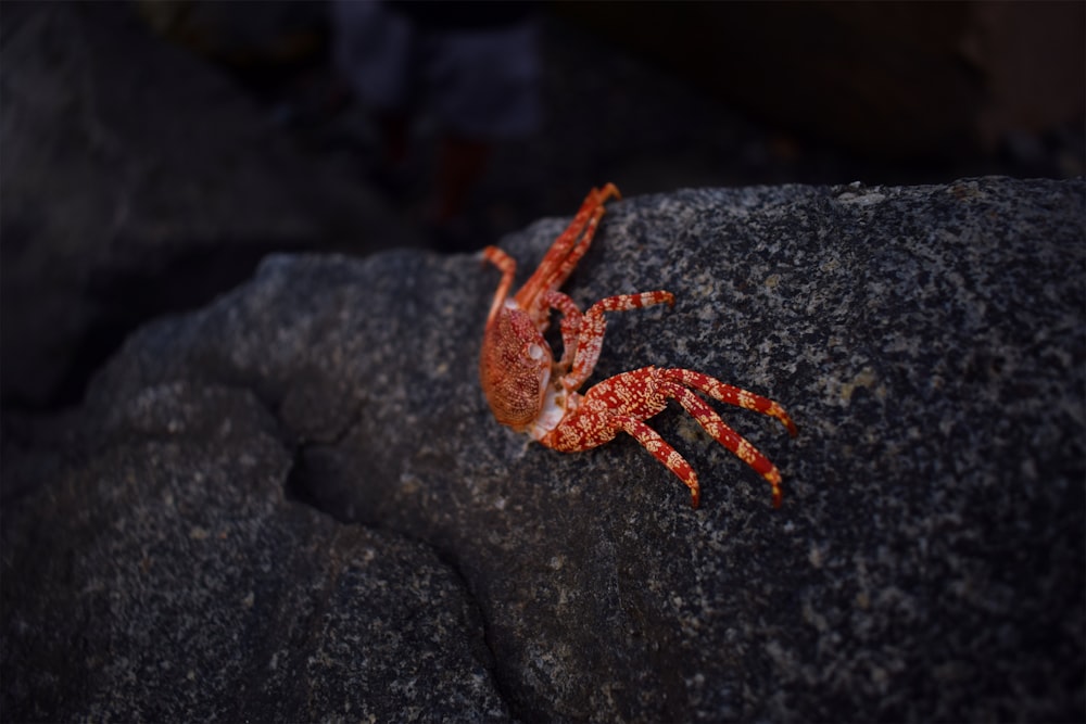orange crab on rock