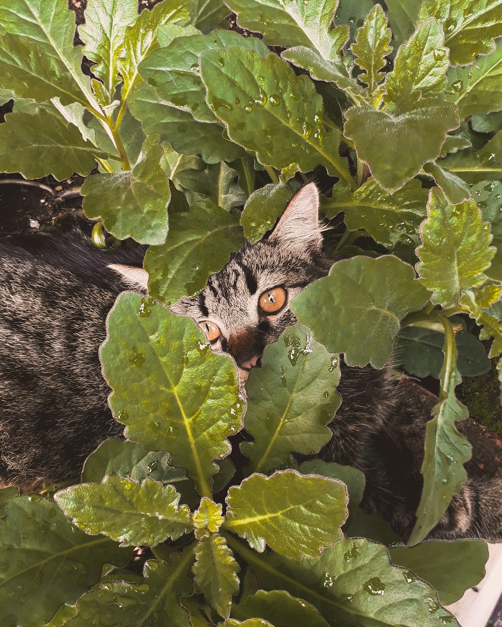 gray tabby cat hiding on green leaves
