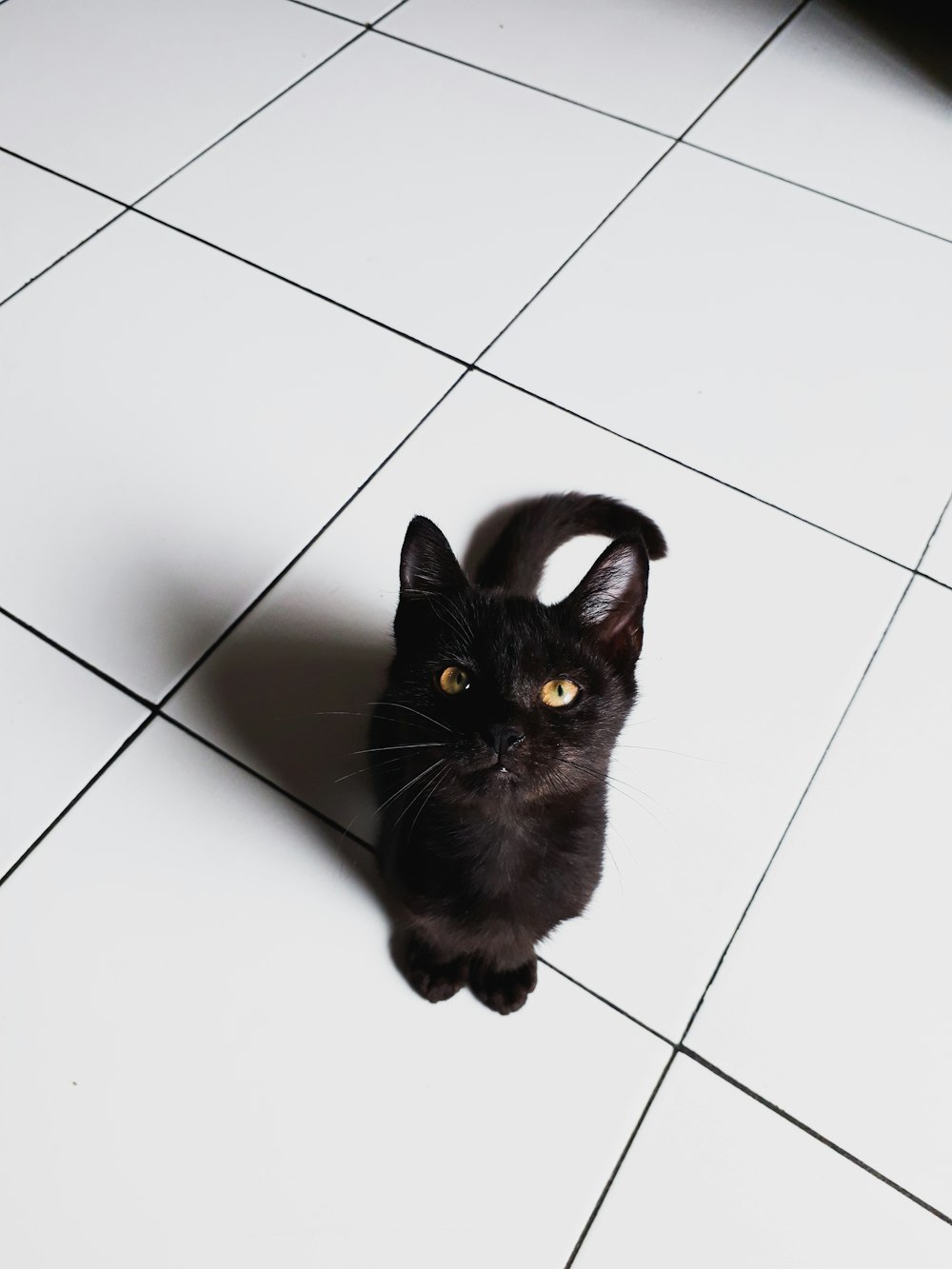 床にショートファーの黒猫