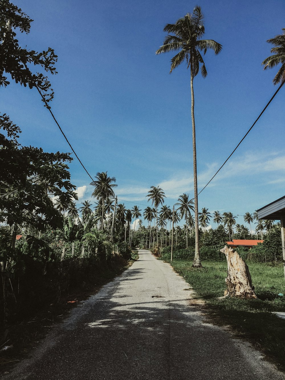 coconut trees near road