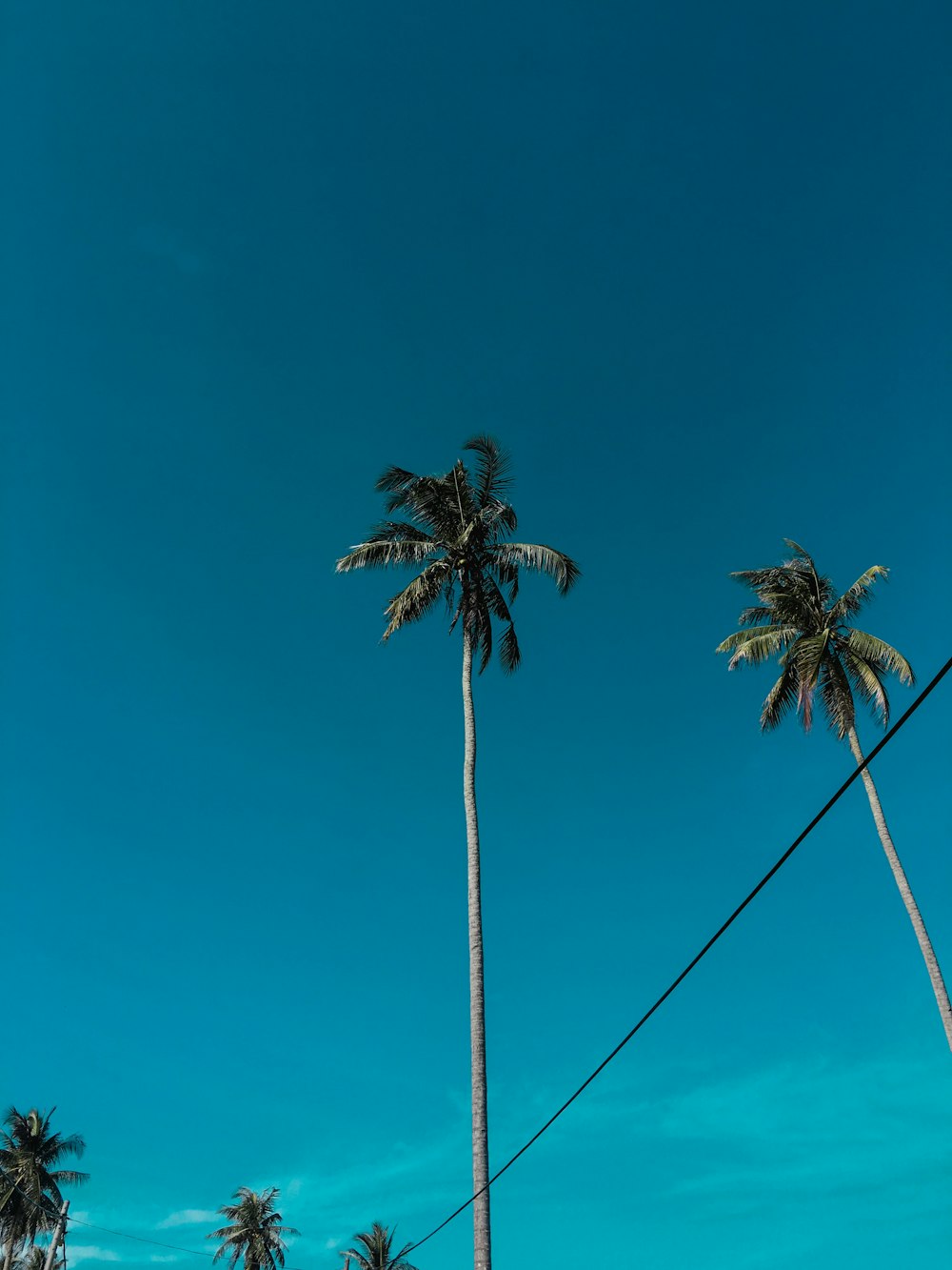 two green coconut trees under calm blue sky