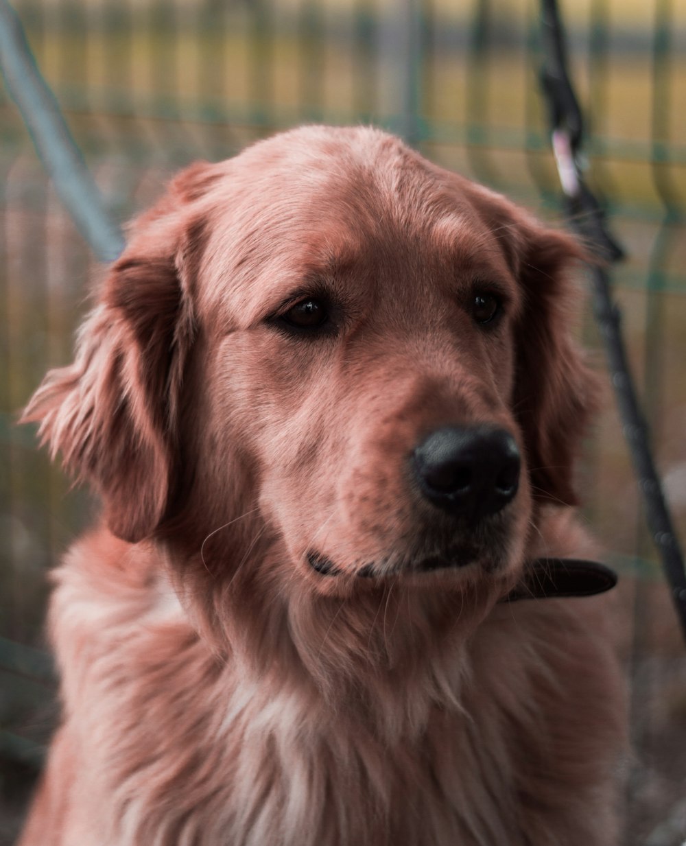 Photographie en gros plan de golden retriever adulte