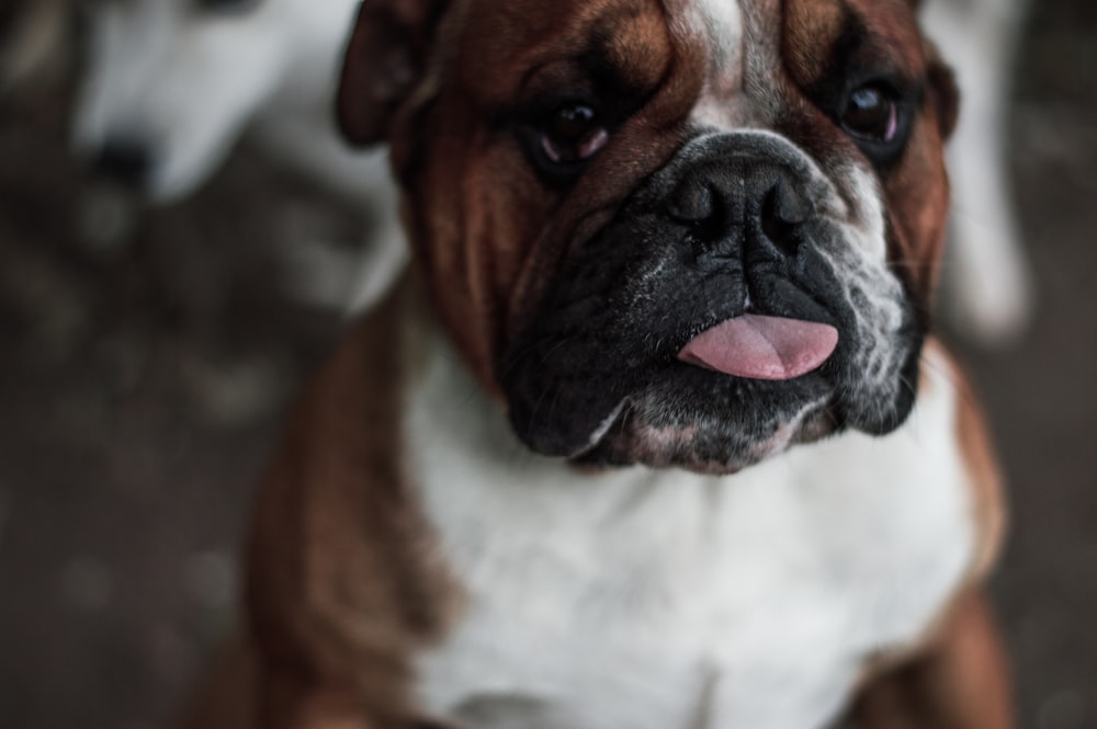 short-coated white and brown dog