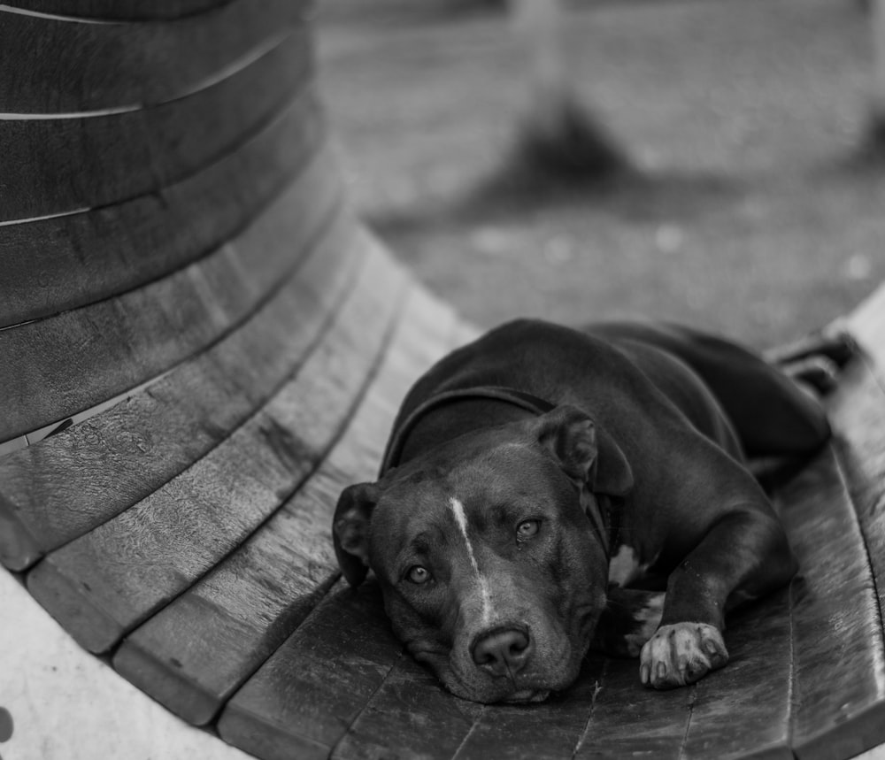 short-coated black dog