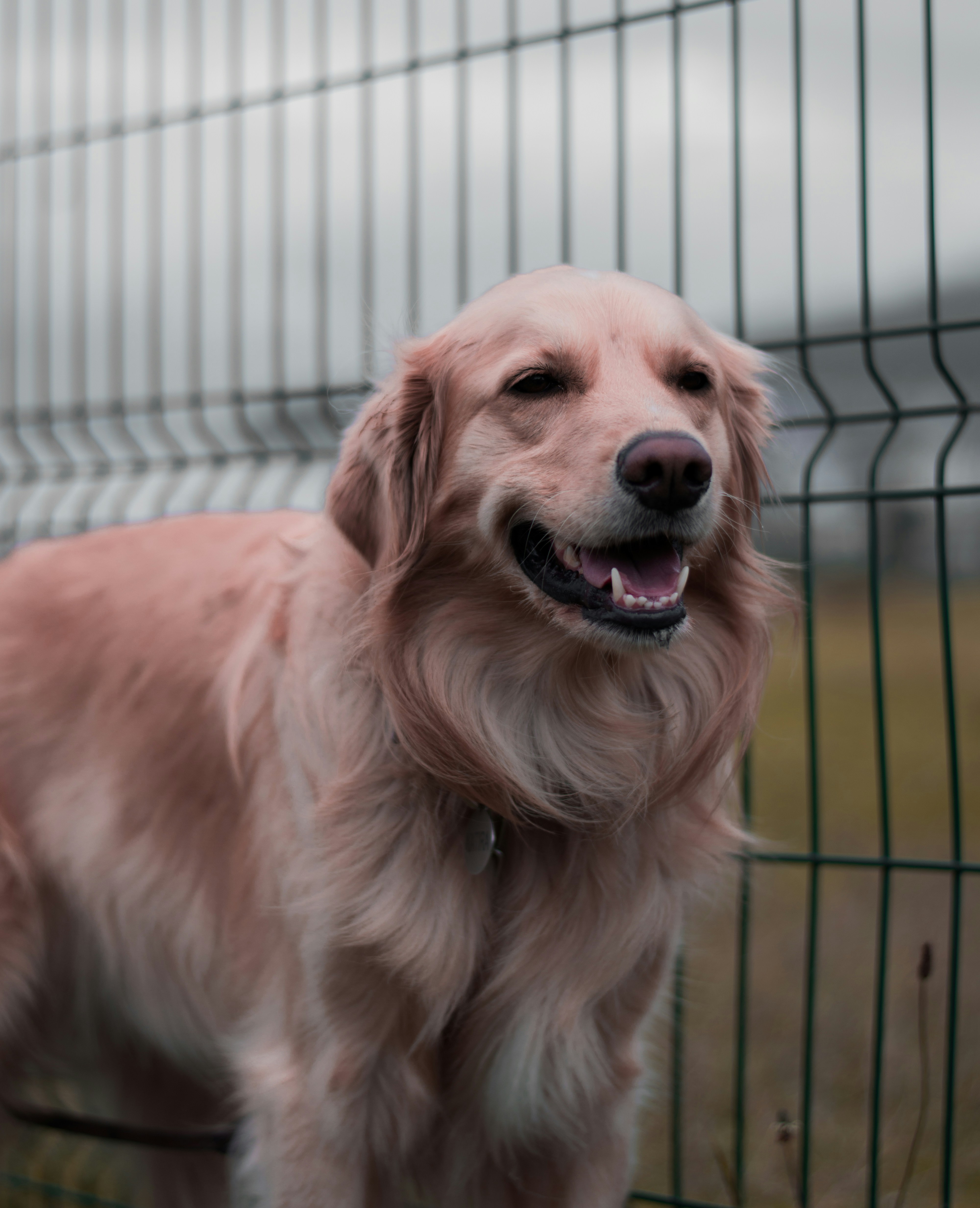 Short Coated Fawn Dog Photo Free Dog Image On Unsplash