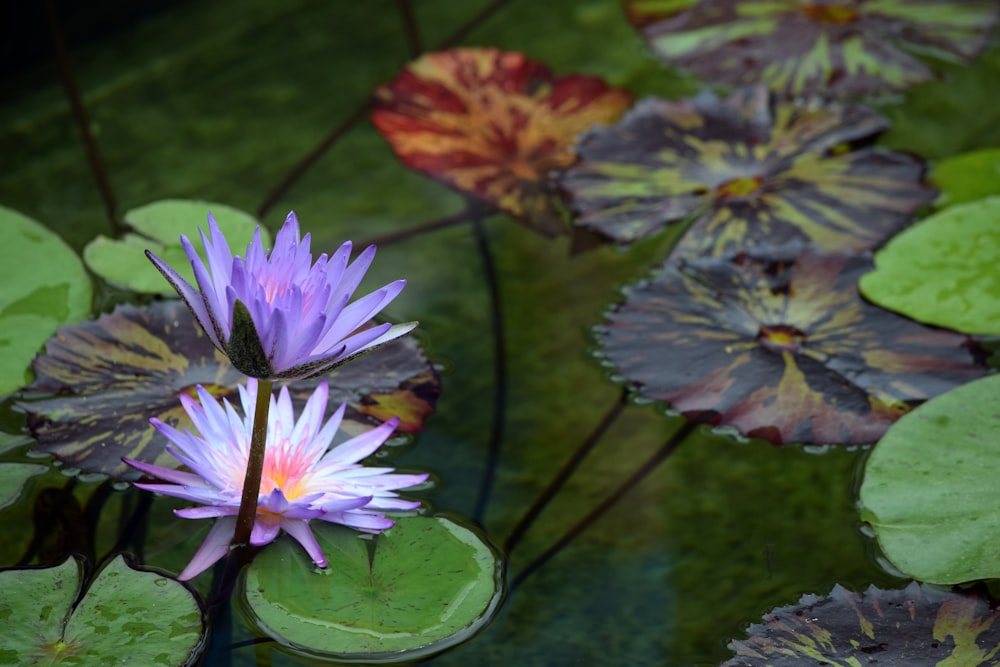 purple lily flower