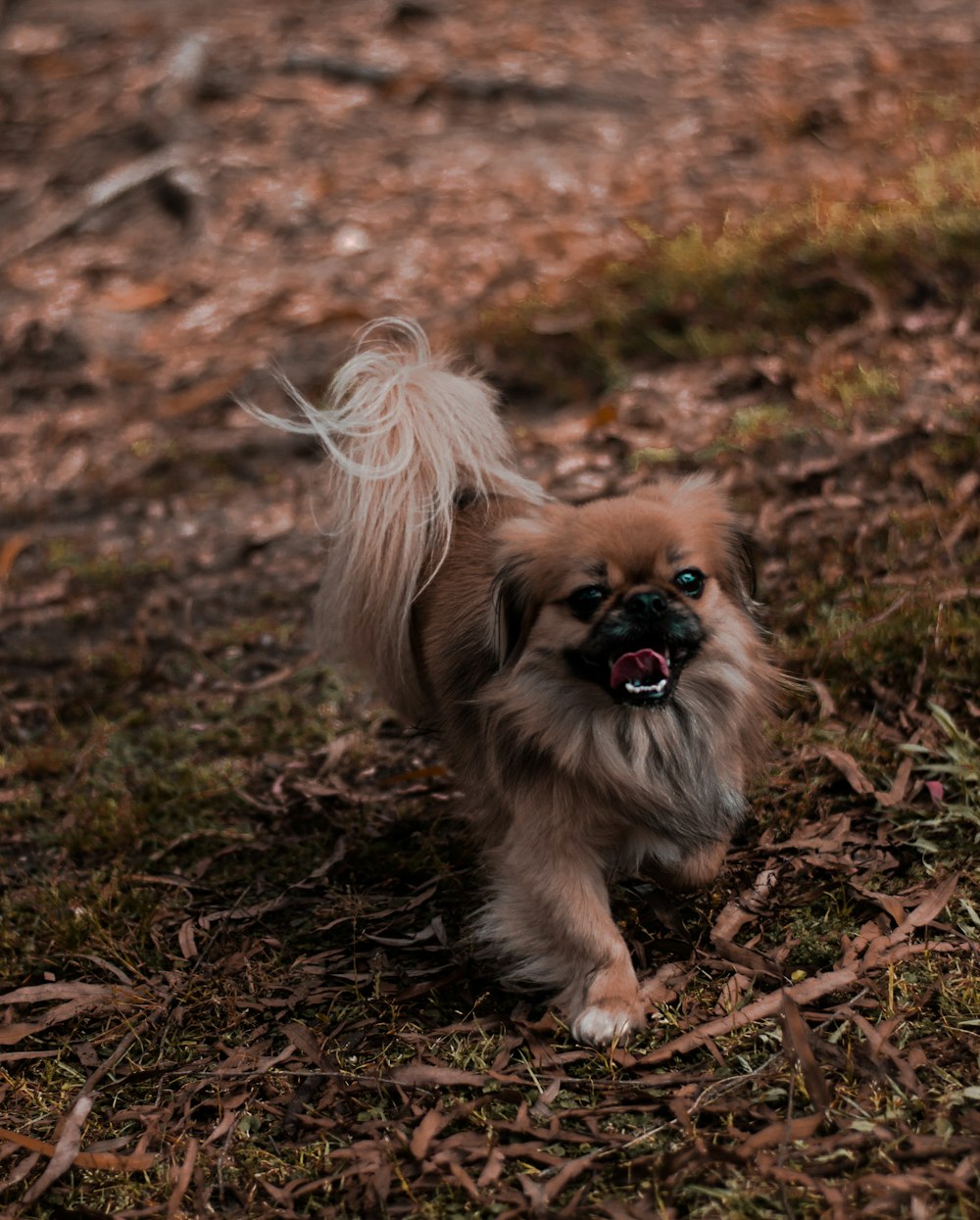 dog walking on grass during daytime