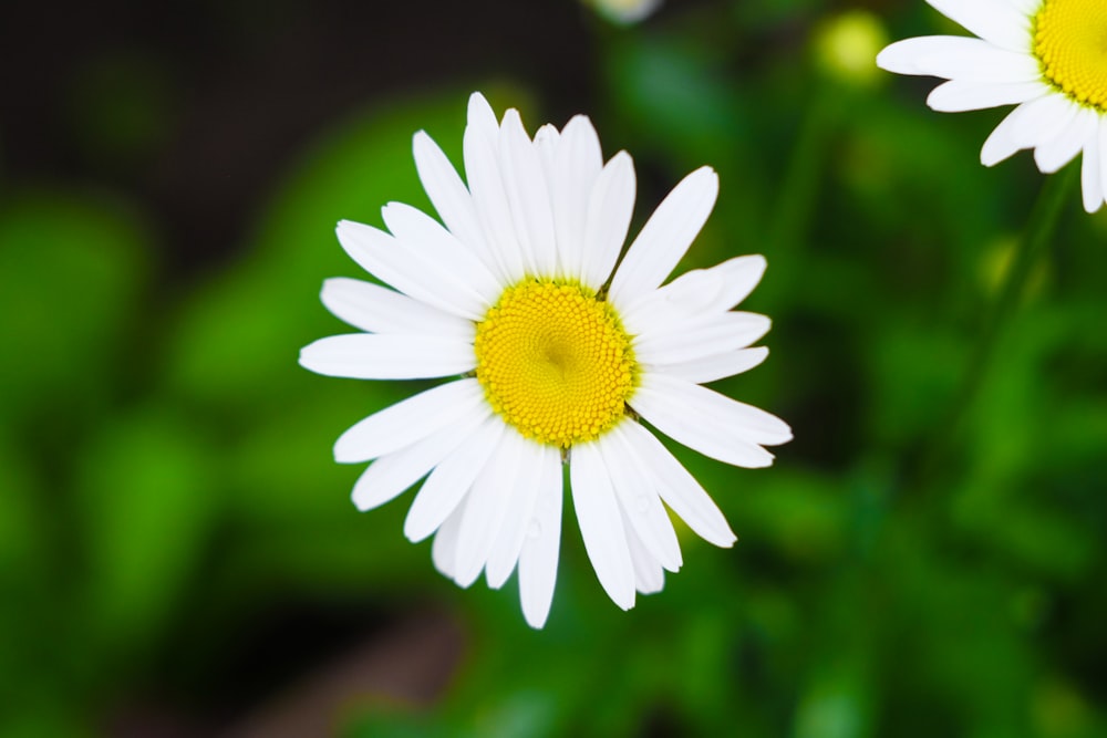 closeup photo of white flowers
