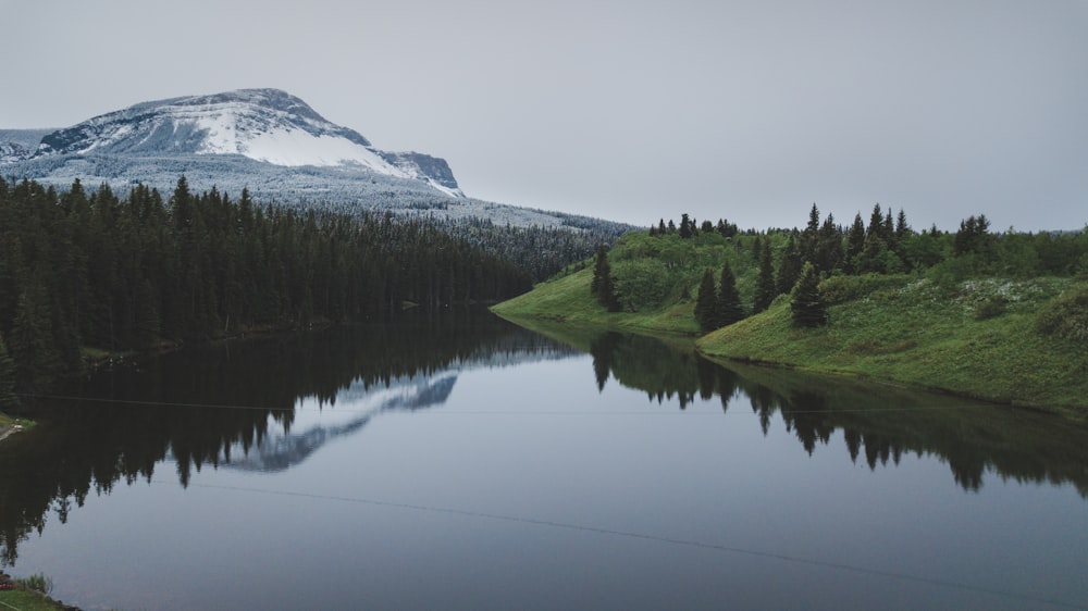 trees near body of water