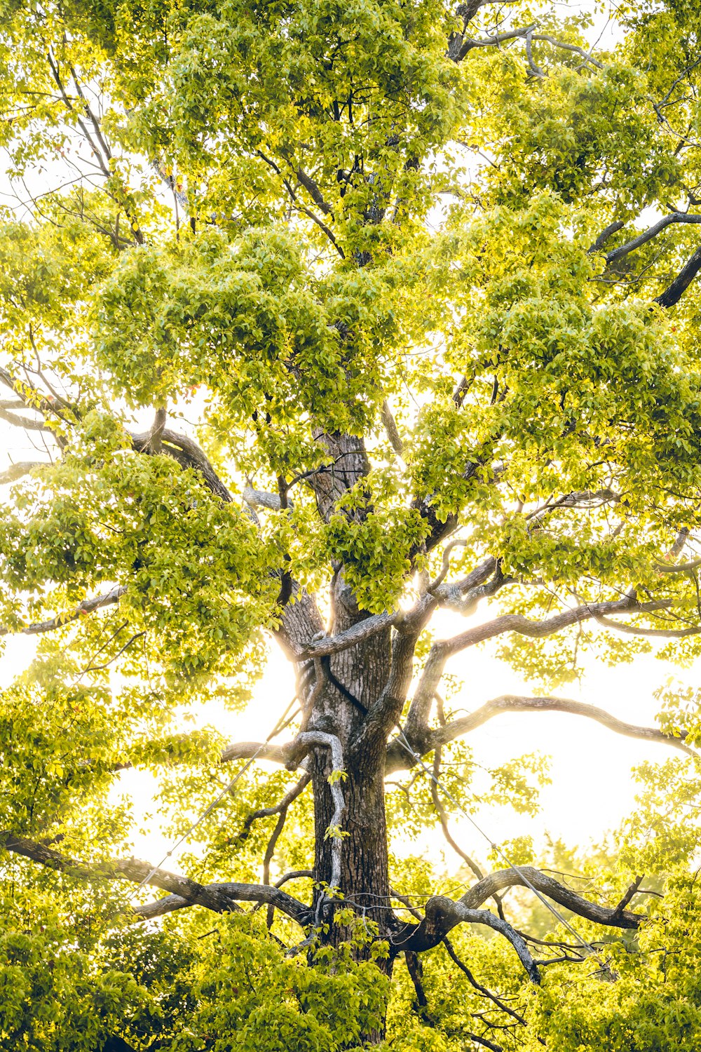 sun rays through green-leafed tree