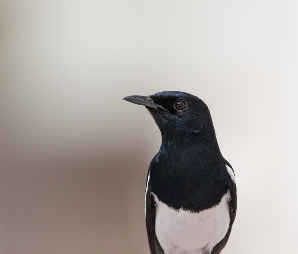 pájaro blanco y negro durante el día