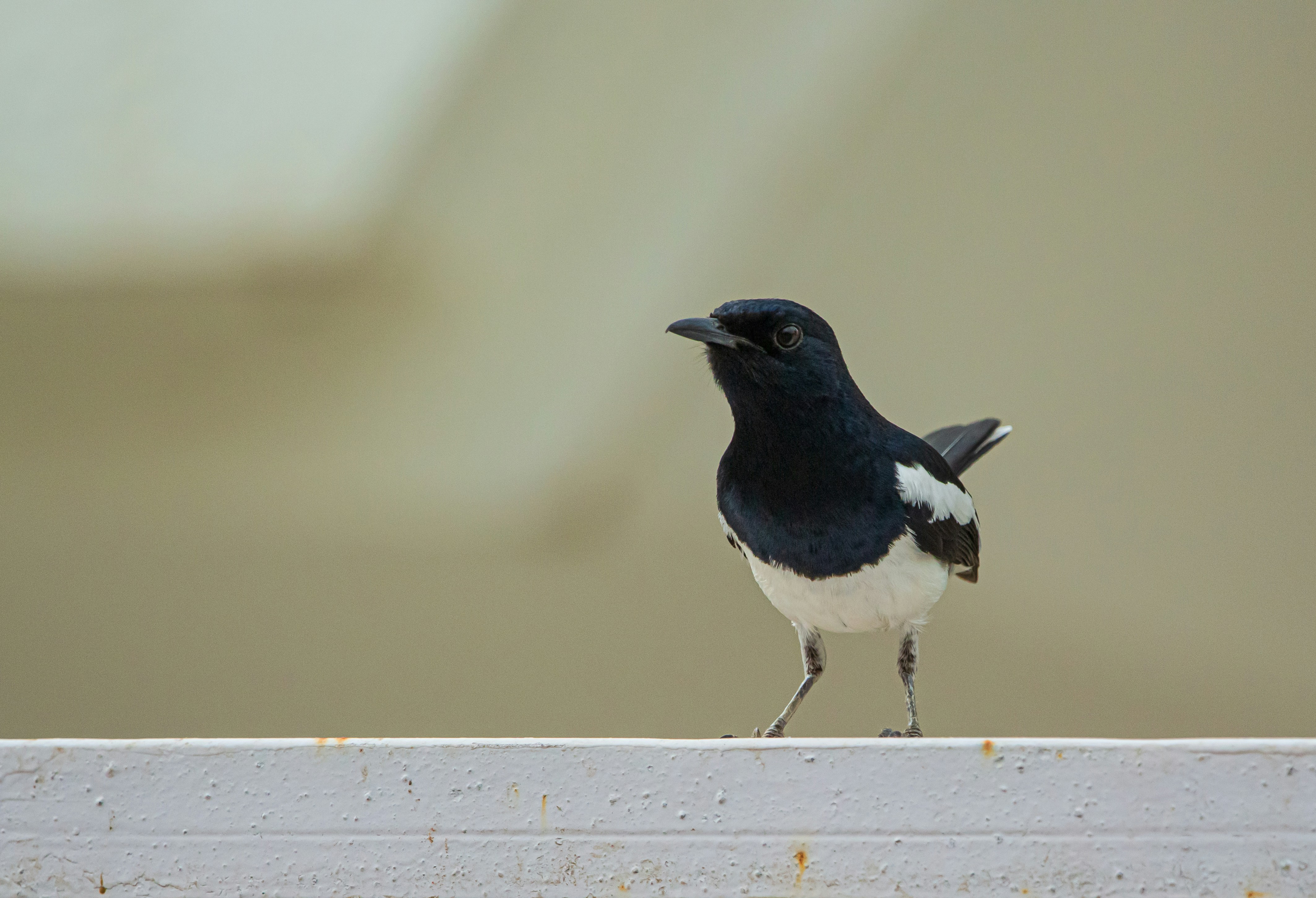 Photo by wildandbeyondbyvivek