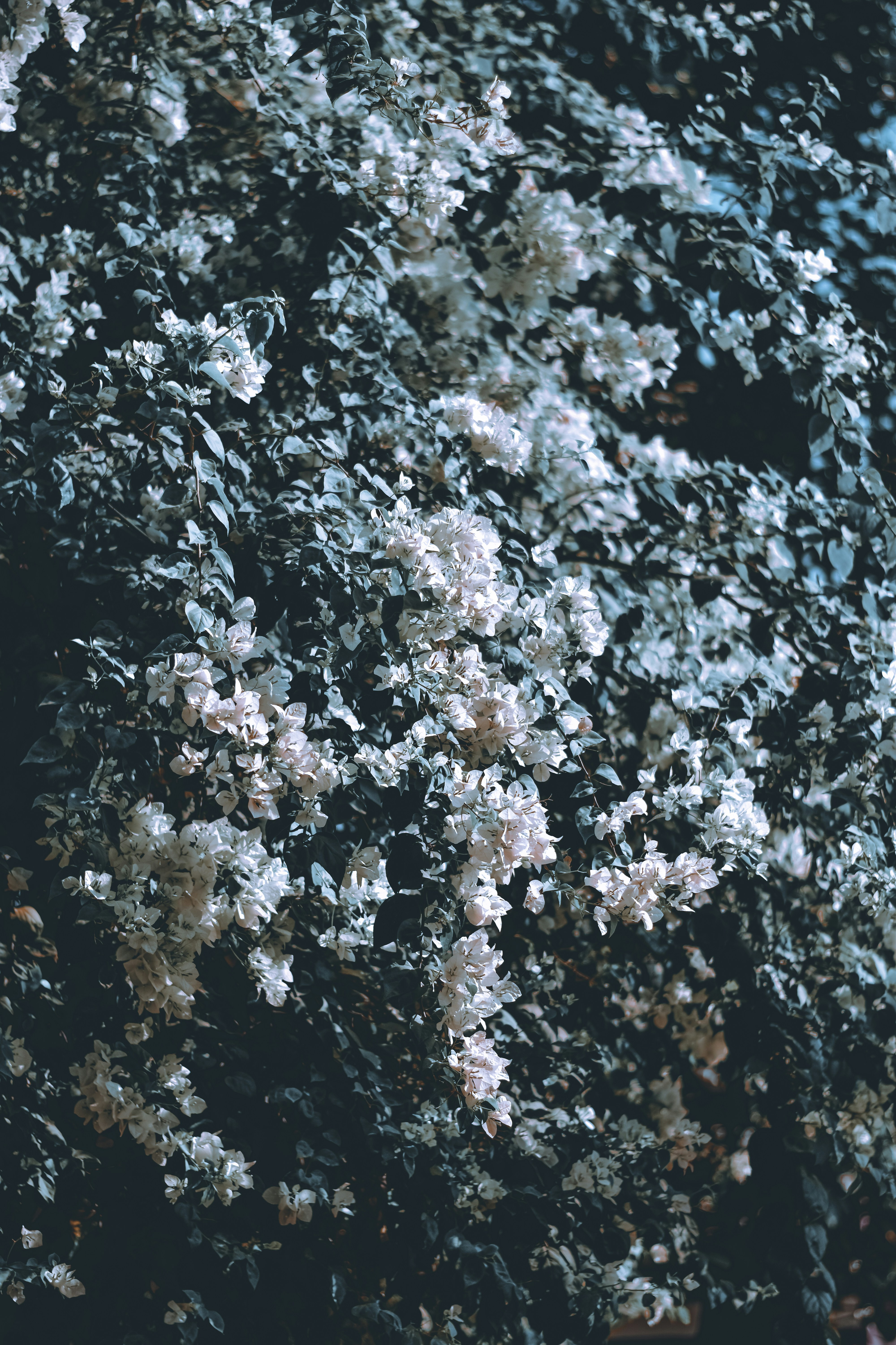 Photo by farhan_abid_001