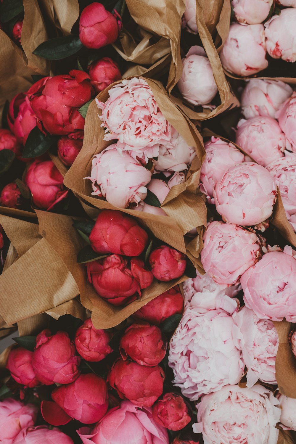 shallow focus photo of pink and red flowers