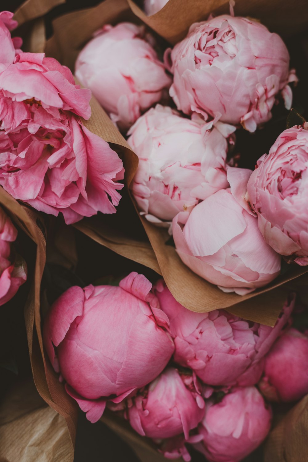 pink roses in box