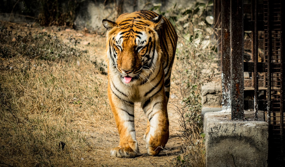 tiger animal