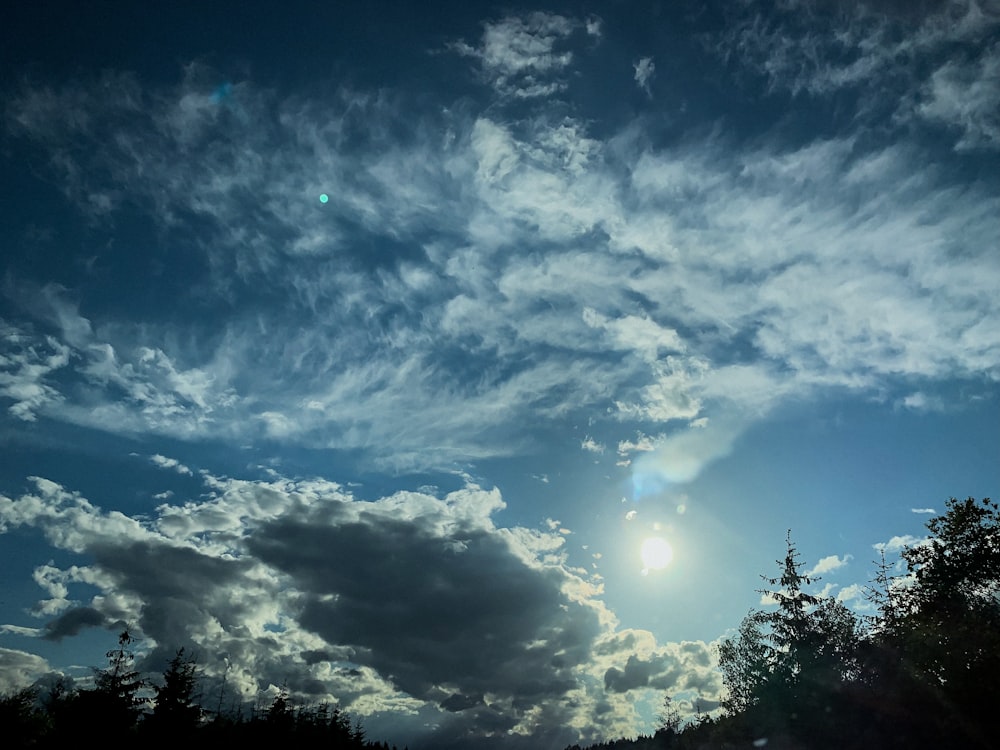 trees under blue sky