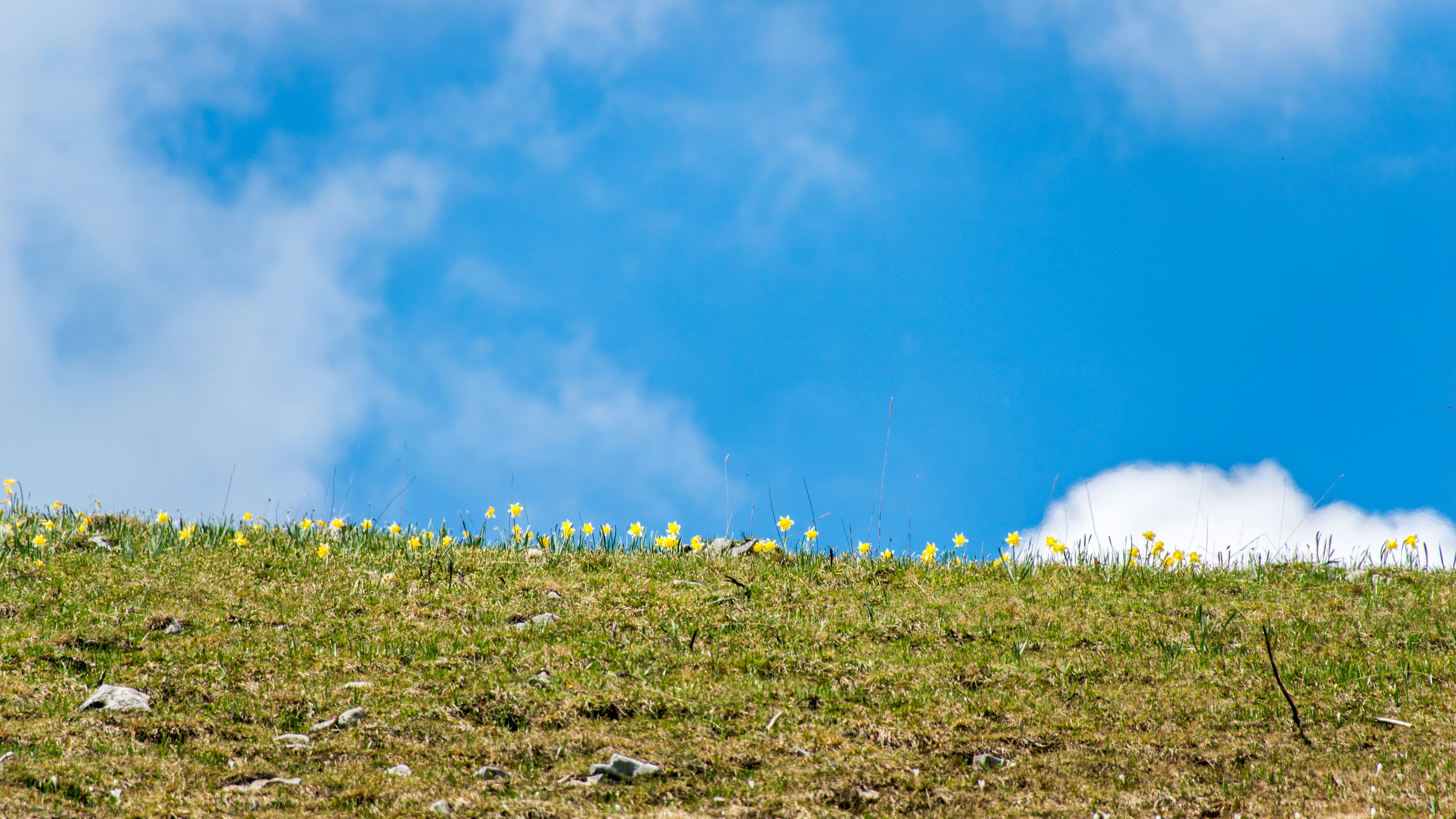 Photo by manuel_boxler