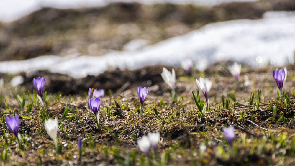 fiore rosa e bianco sbocciare durante la fotografia ravvicinata diurna