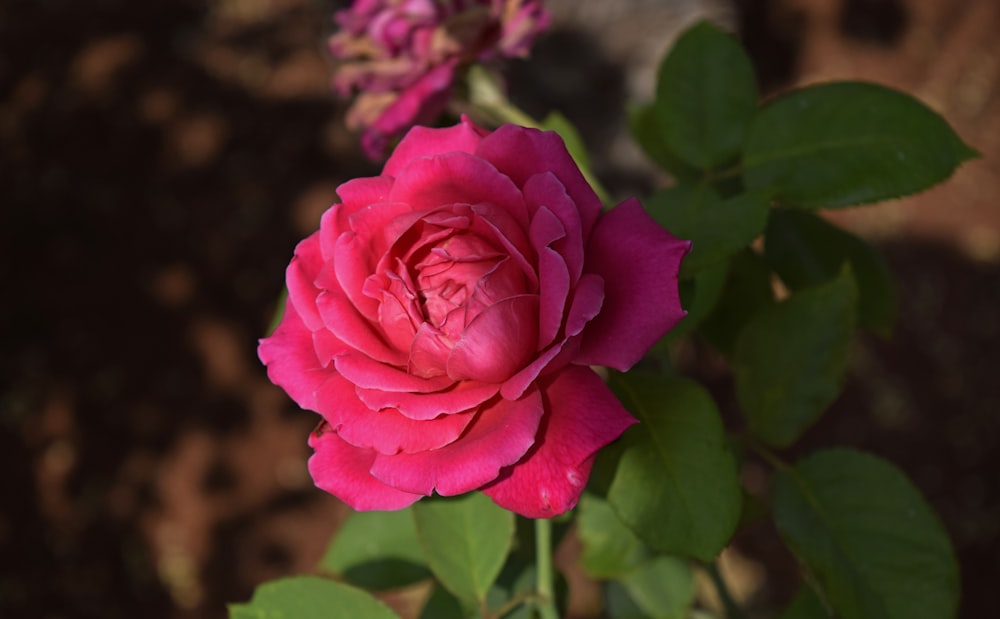 red rose flower bloom close-up photography