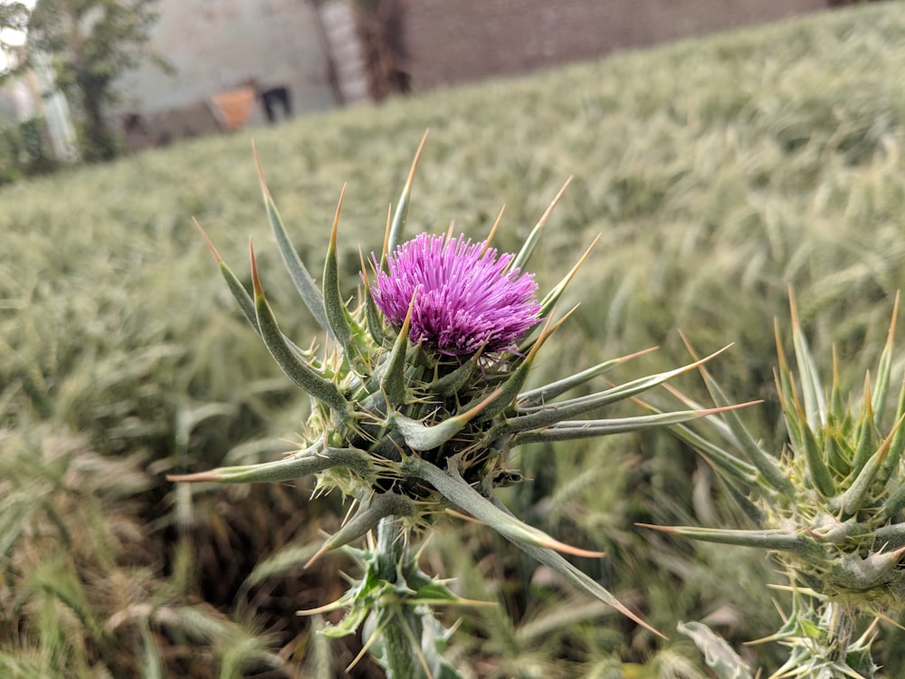 Foto de enfoque superficial de flor púrpura