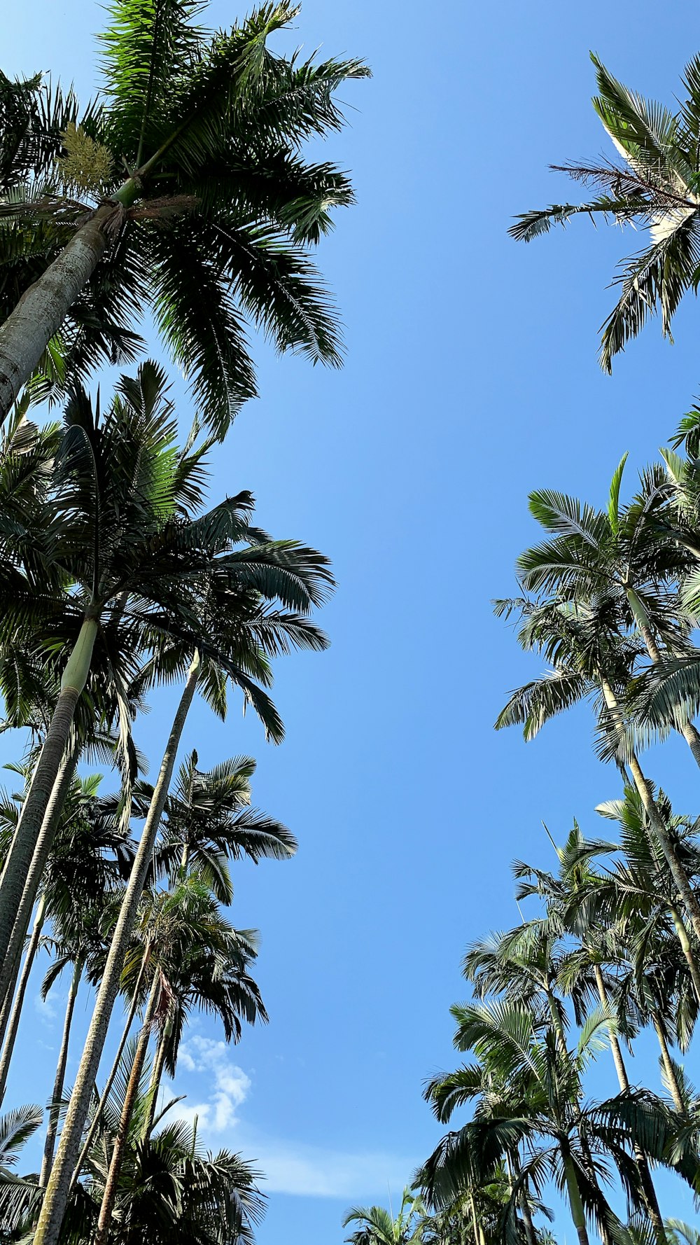 green coconut trees under blue sky in low angle photography