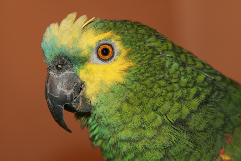 green and yellow bird