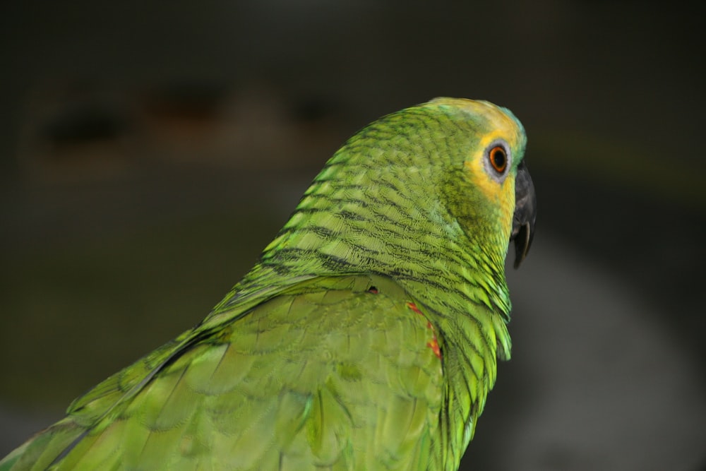 closeup photo of budgerigar