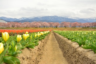Vibrant tulip gardens blooming in spring near Srinagar, with mountains in the background.