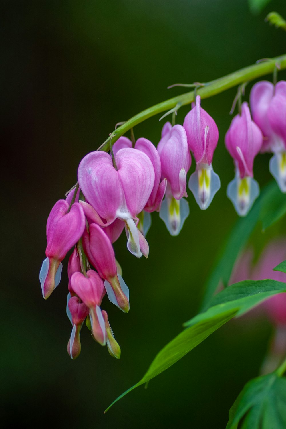 pink bleeding heart flower