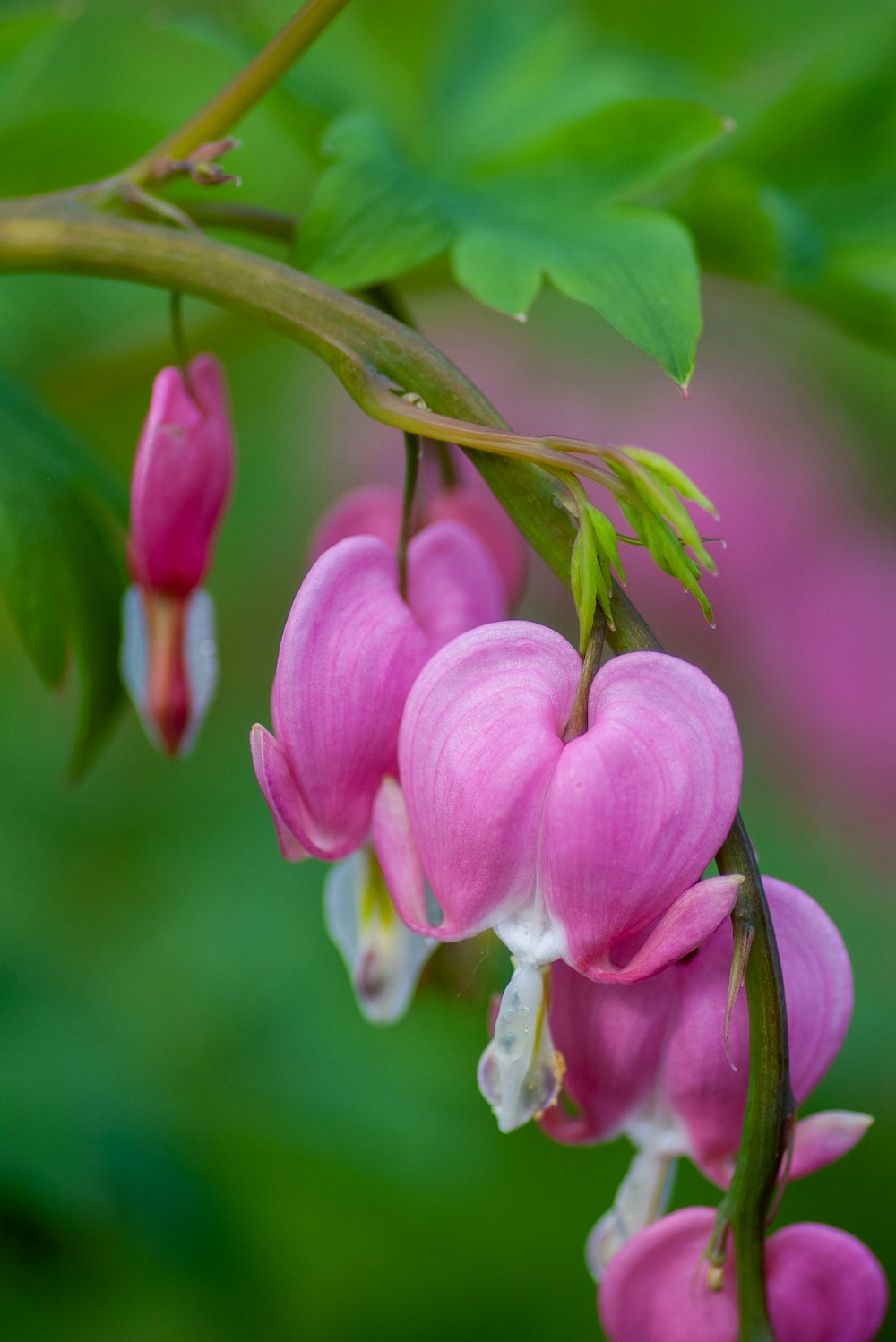 pink bleeding heart illustration in selective-focus photography