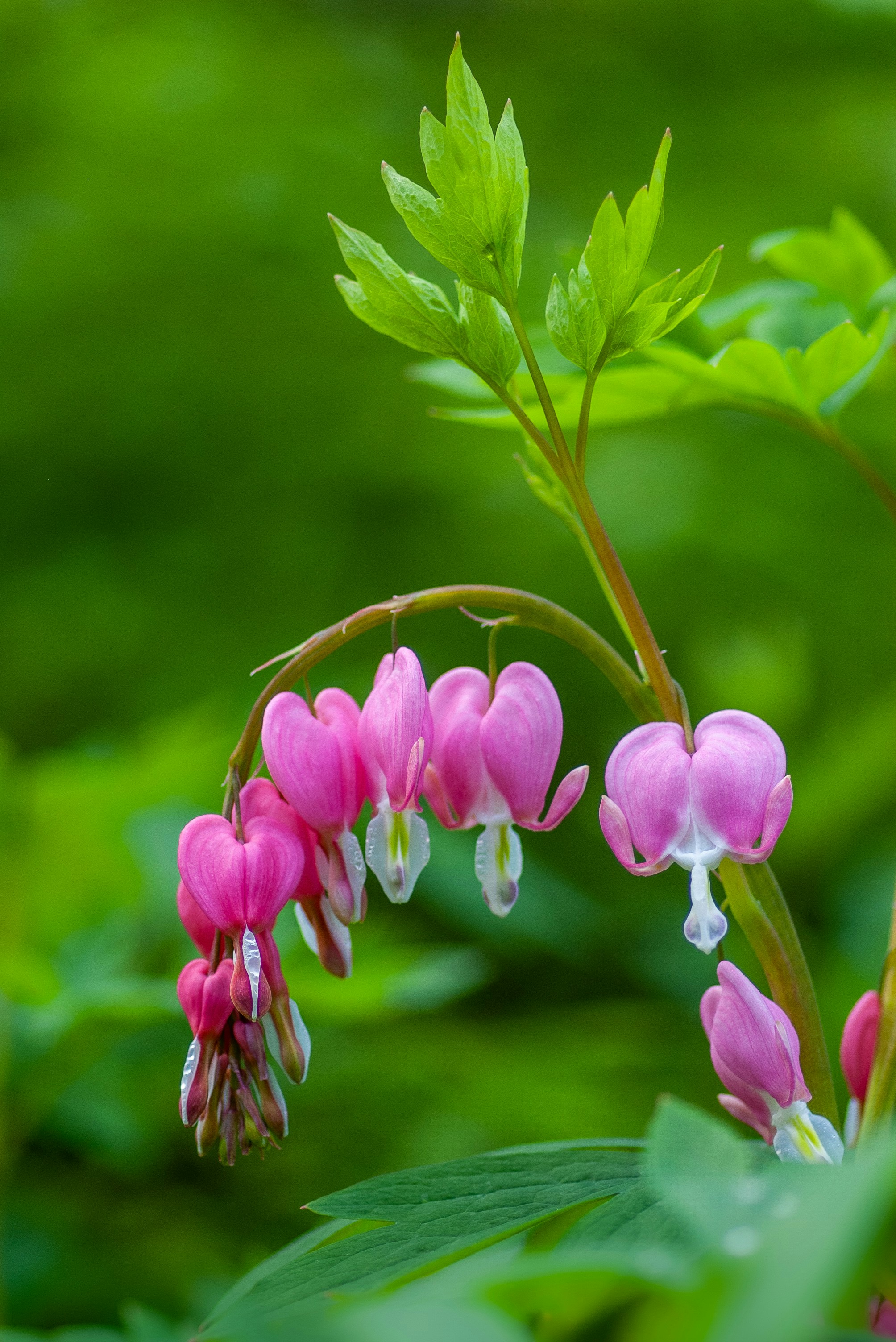 Free Free 341 Bleeding Heart Flower Svg SVG PNG EPS DXF File