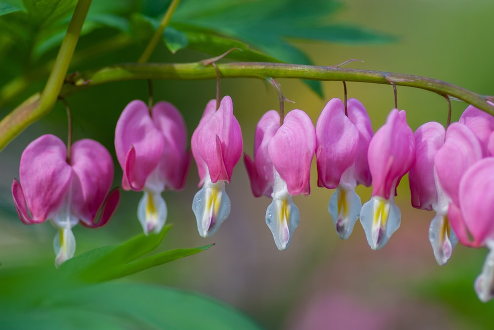 lined bleeding heart flowers