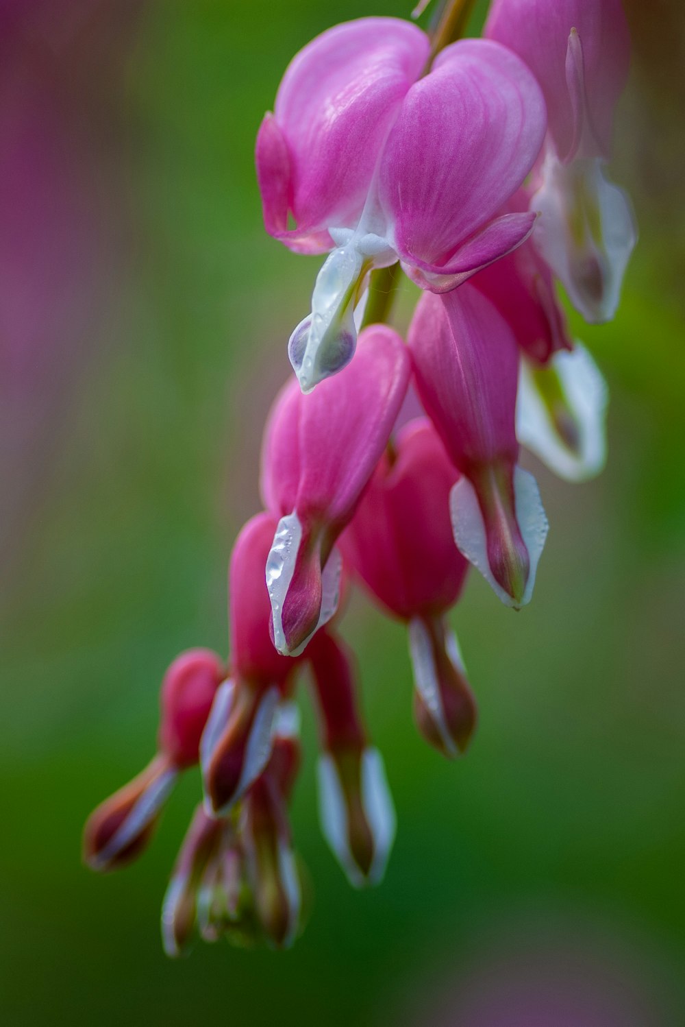 pink bleeding heart flower in selective-focus photography
