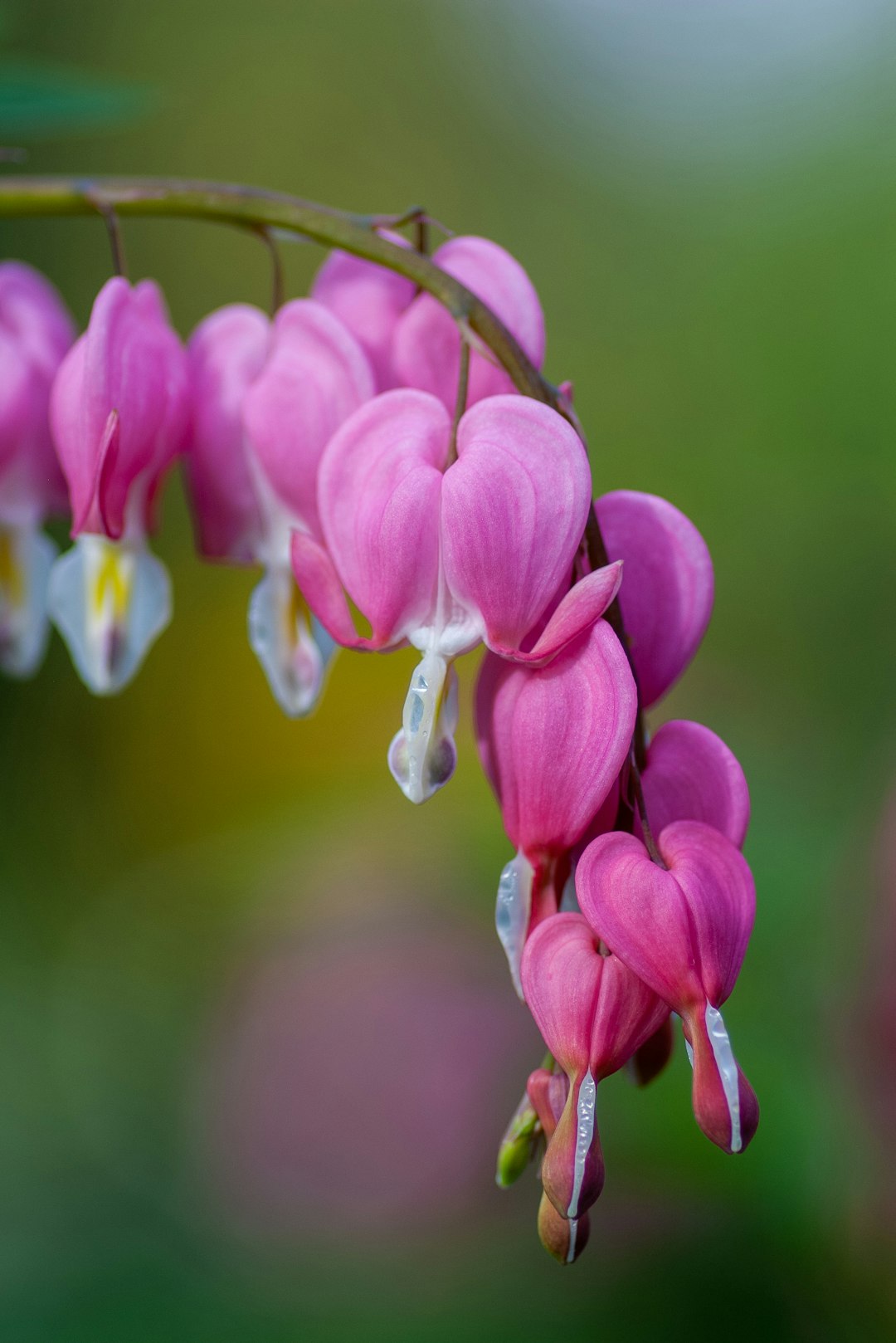 pink petaled flowers