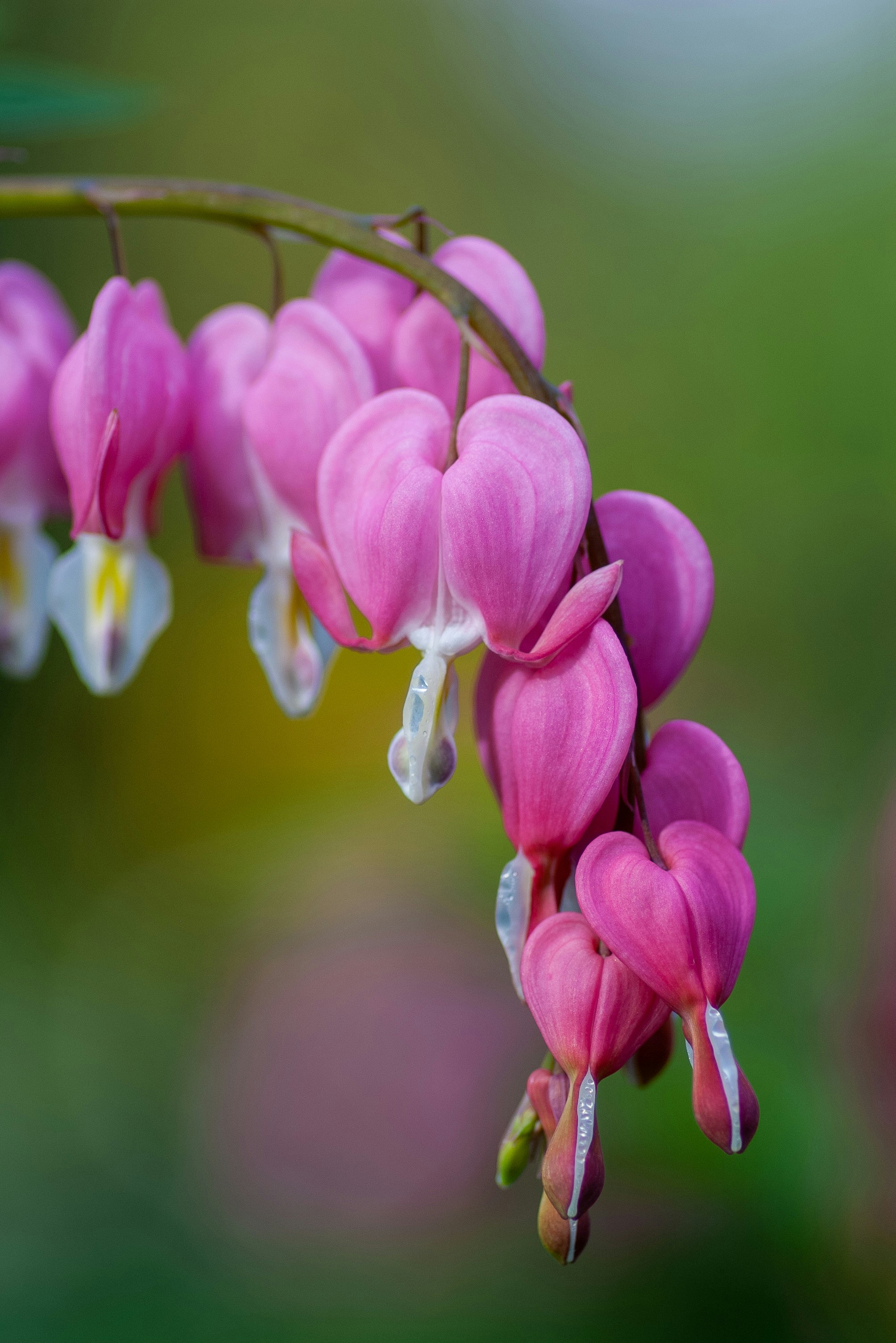 Free Free 141 Bleeding Heart Flower Svg SVG PNG EPS DXF File