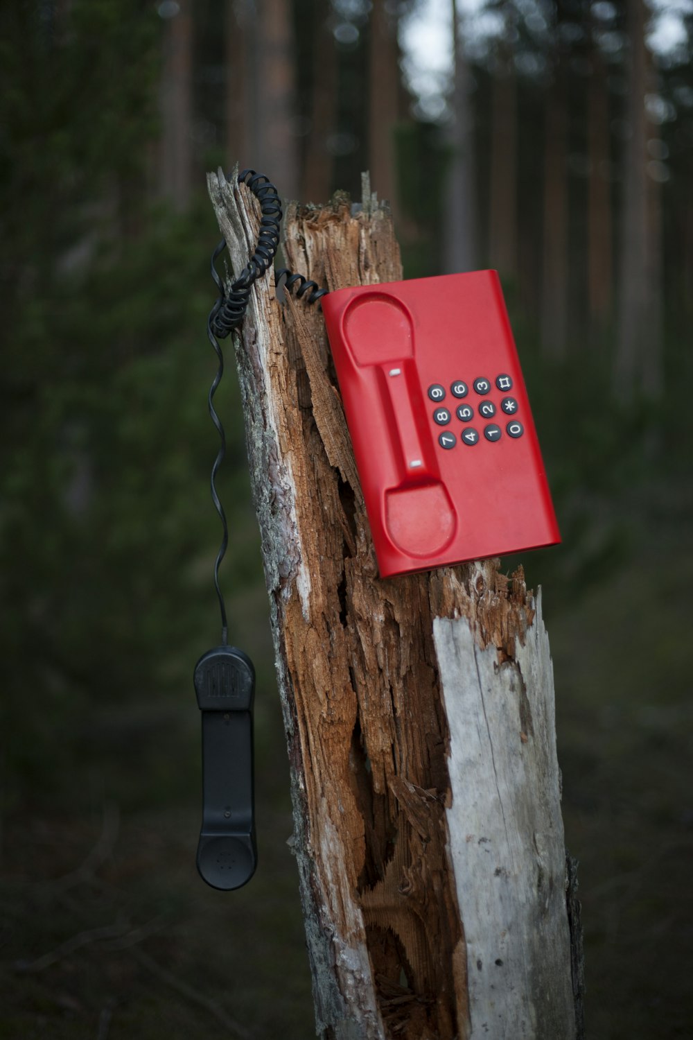 나무 줄기에 빨간 전화