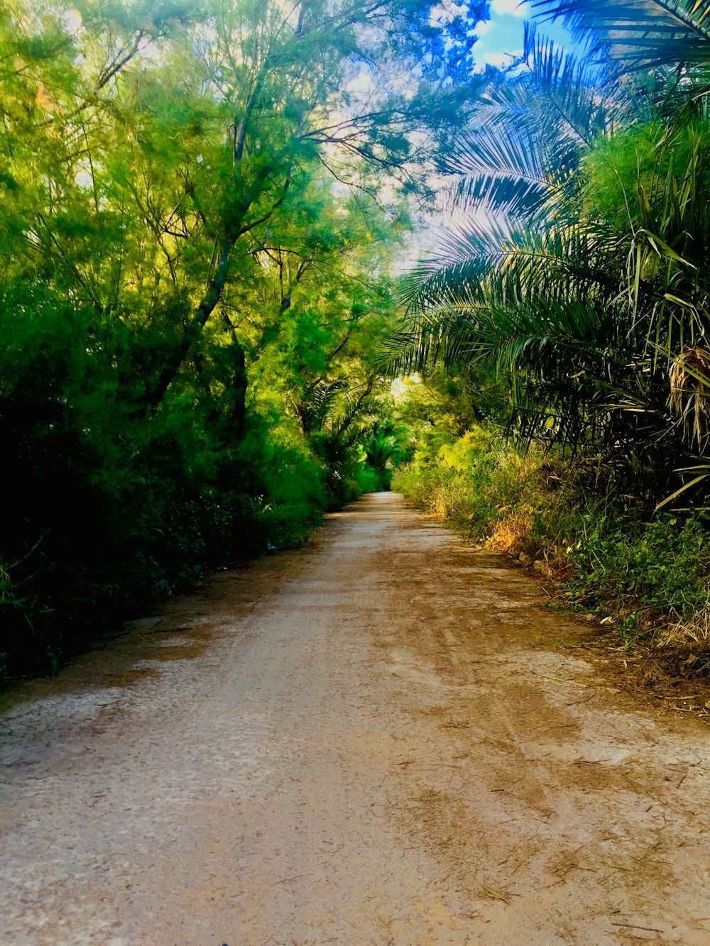 dirt road between trees