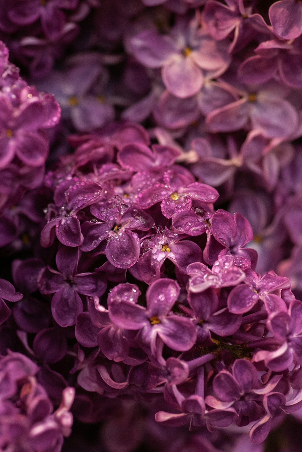 purple-petaled flowers