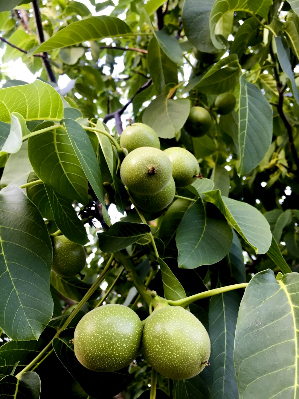 green fruits