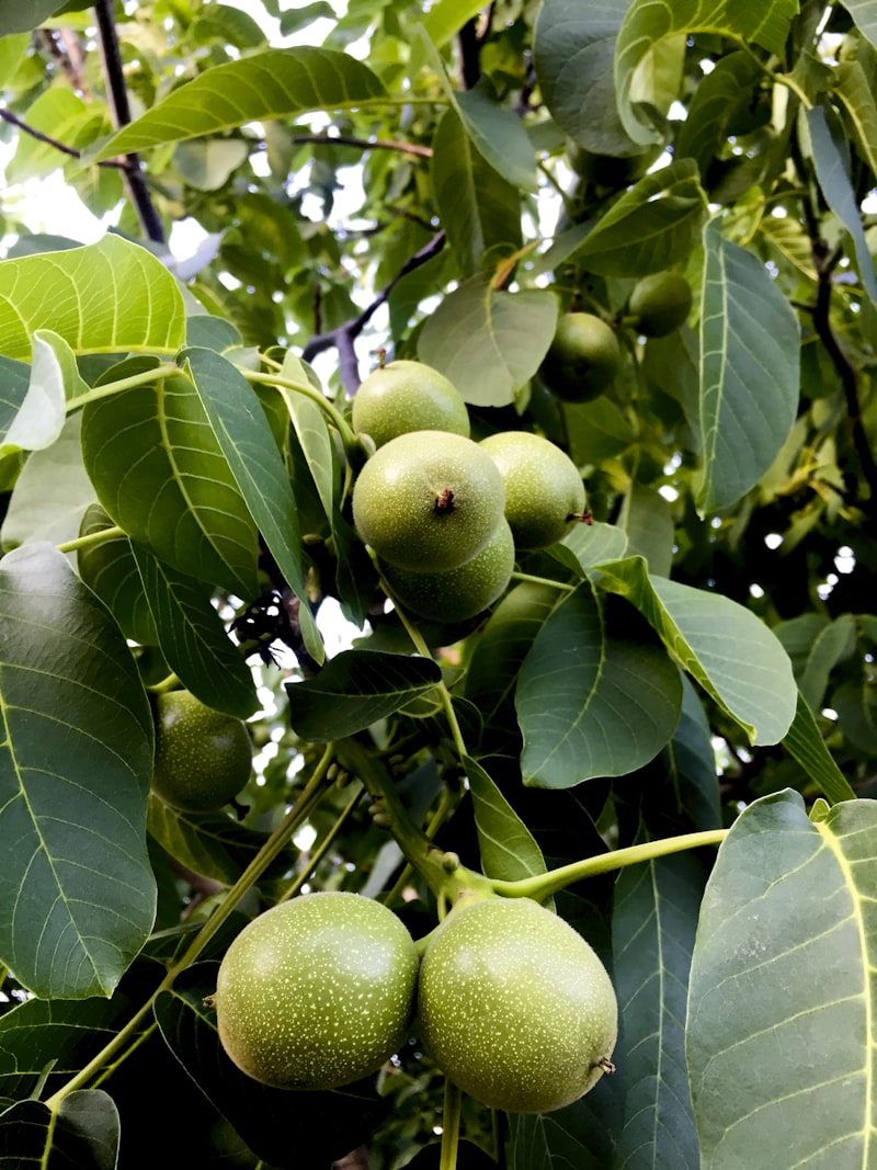 Fresh walnuts in shell
