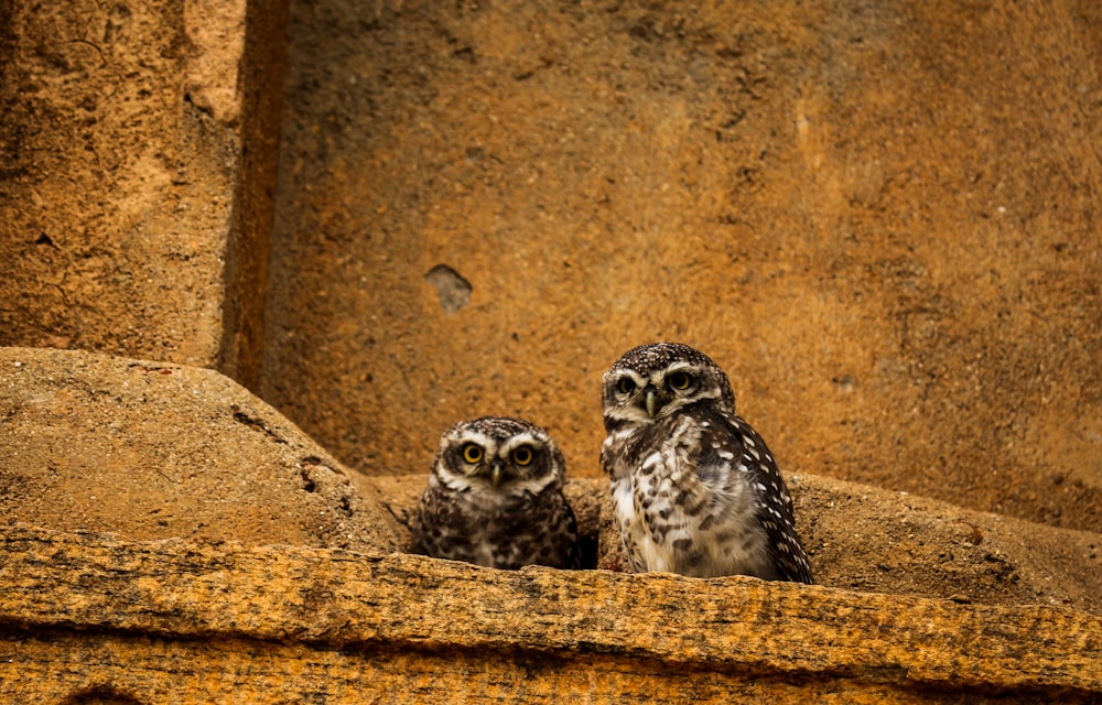 two brown owls