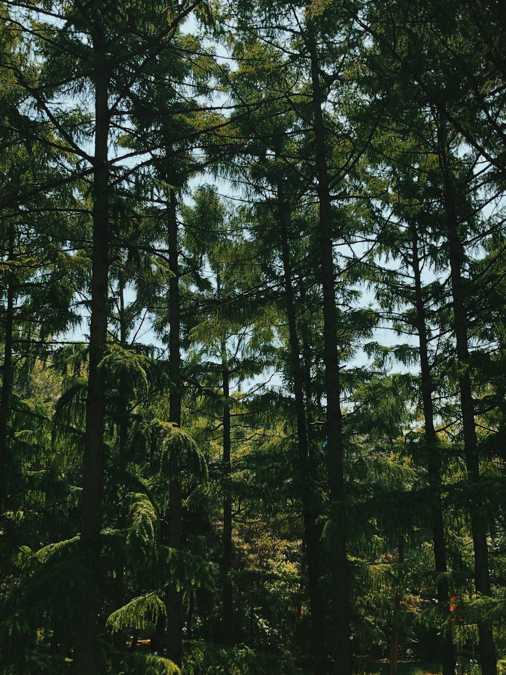 green forest