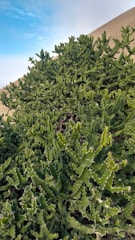 A group of researchers studying desert plants near Arad under a clear blue sky