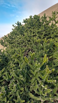 A group of researchers studying desert plants near Arad under a clear blue sky