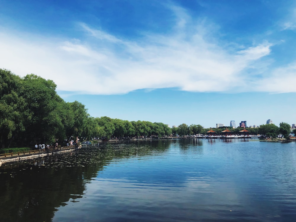 green trees beside body of water