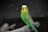 A vibrant green and yellow parakeet sits perched on a branch, its feathers displaying intricate patterns. The background is softly blurred and dark, drawing attention to the bird's striking colors and expressive eyes.