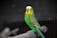 A vibrant green and yellow parakeet sits perched on a branch, its feathers displaying intricate patterns. The background is softly blurred and dark, drawing attention to the bird's striking colors and expressive eyes.