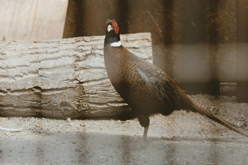 A pheasant with striking red and white markings on its head stands on a dusty ground. Behind the bird, a large piece of wood or log is visible, adding a rustic element to the scene. The background is slightly out of focus, with soft lighting casting gentle shadows.